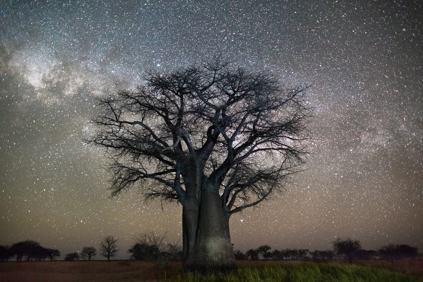 beth-moon-vieu-arbre-etoile-08
