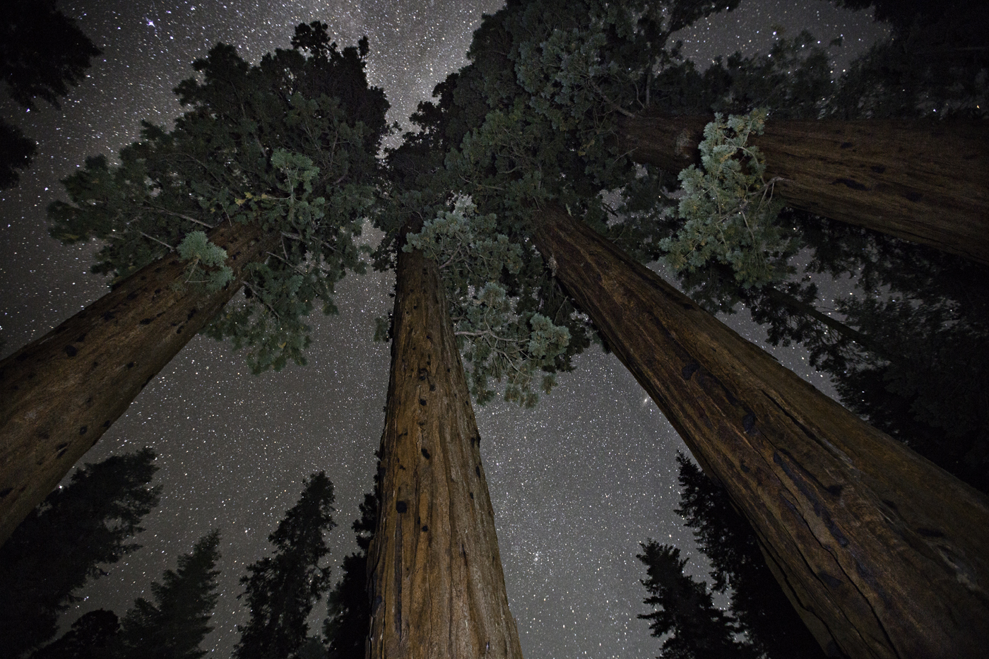 beth-moon-vieu-arbre-etoile-09