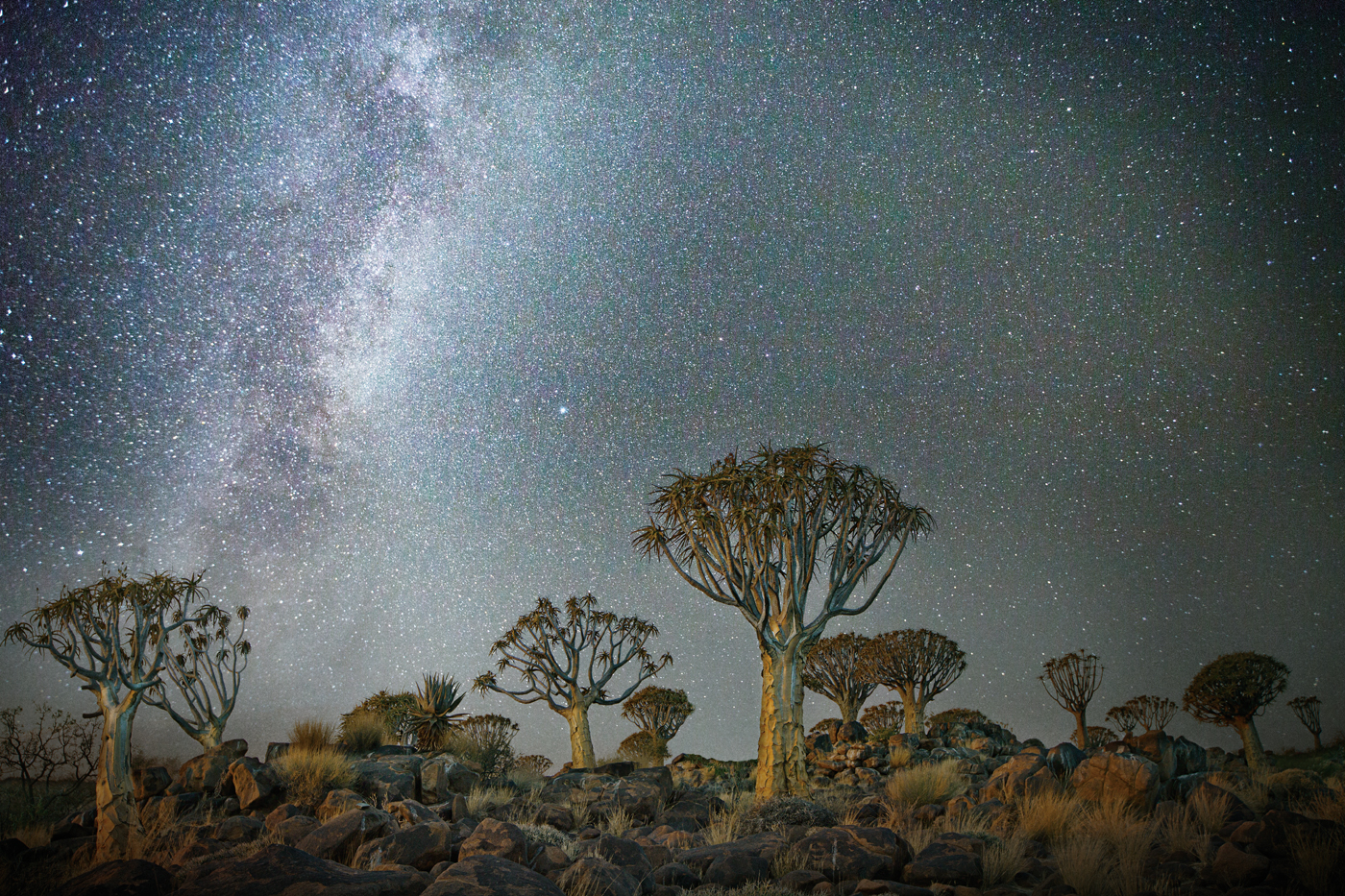 beth-moon-vieu-arbre-etoile-10