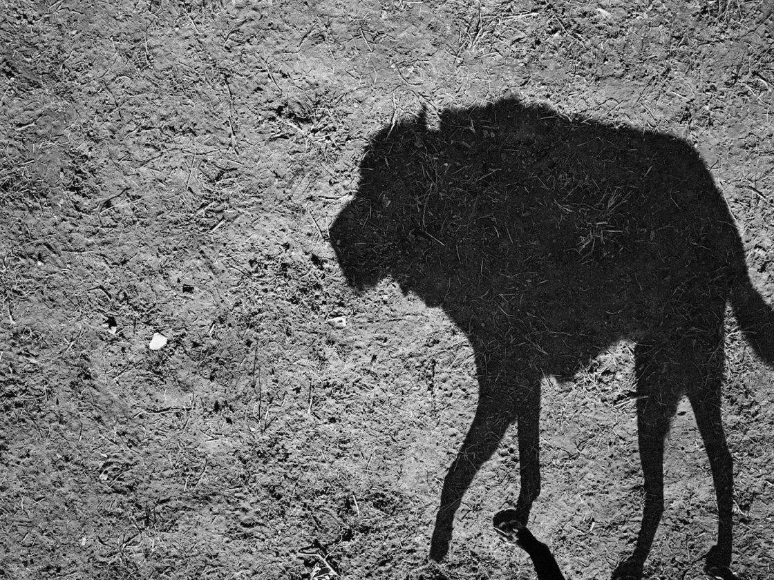 ombre-chien-thomas-roma-01