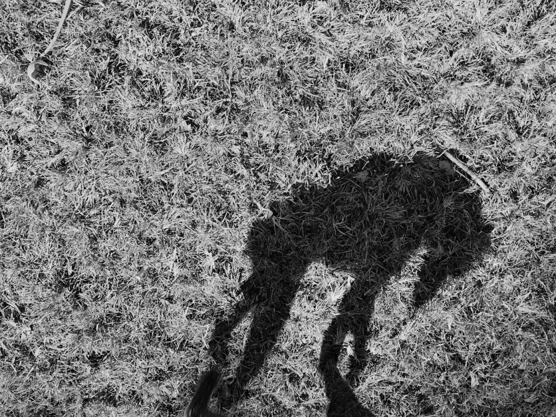 ombre-chien-thomas-roma-04