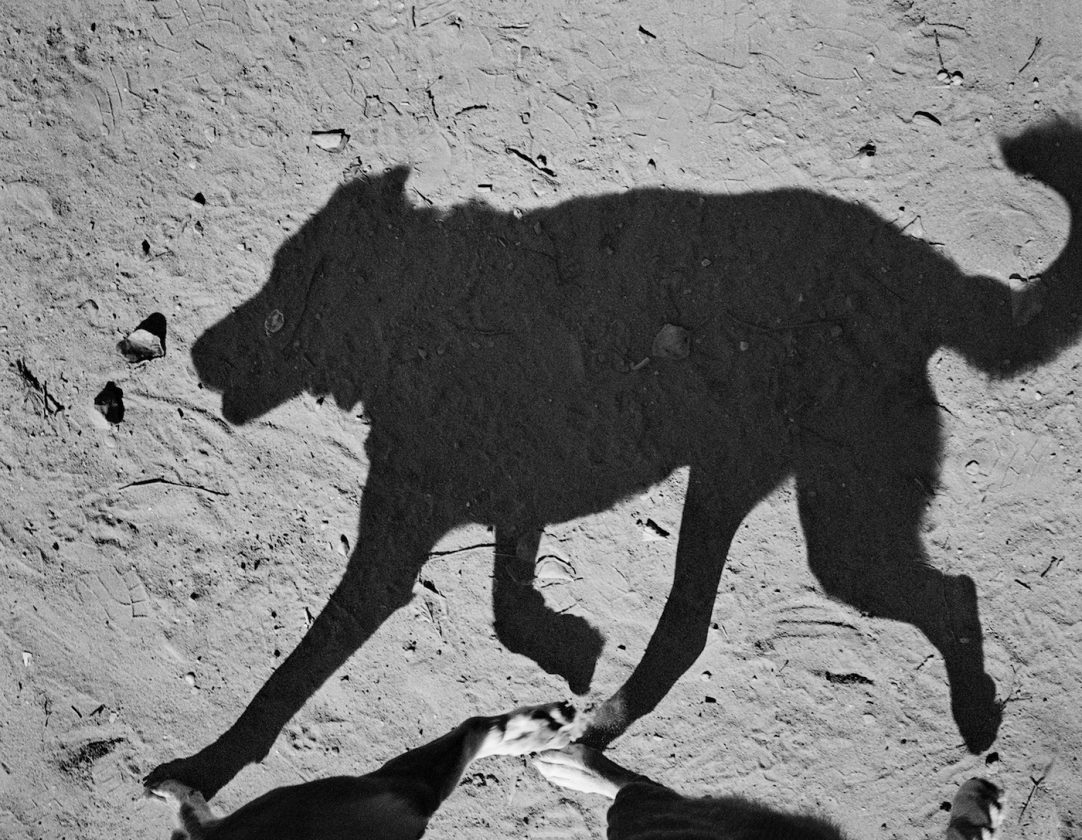 ombre-chien-thomas-roma-05