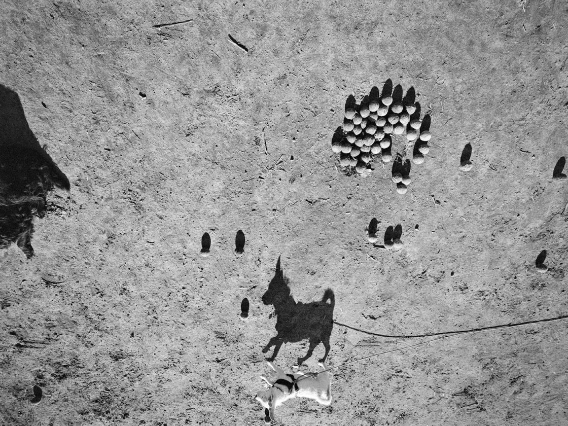 ombre-chien-thomas-roma-06