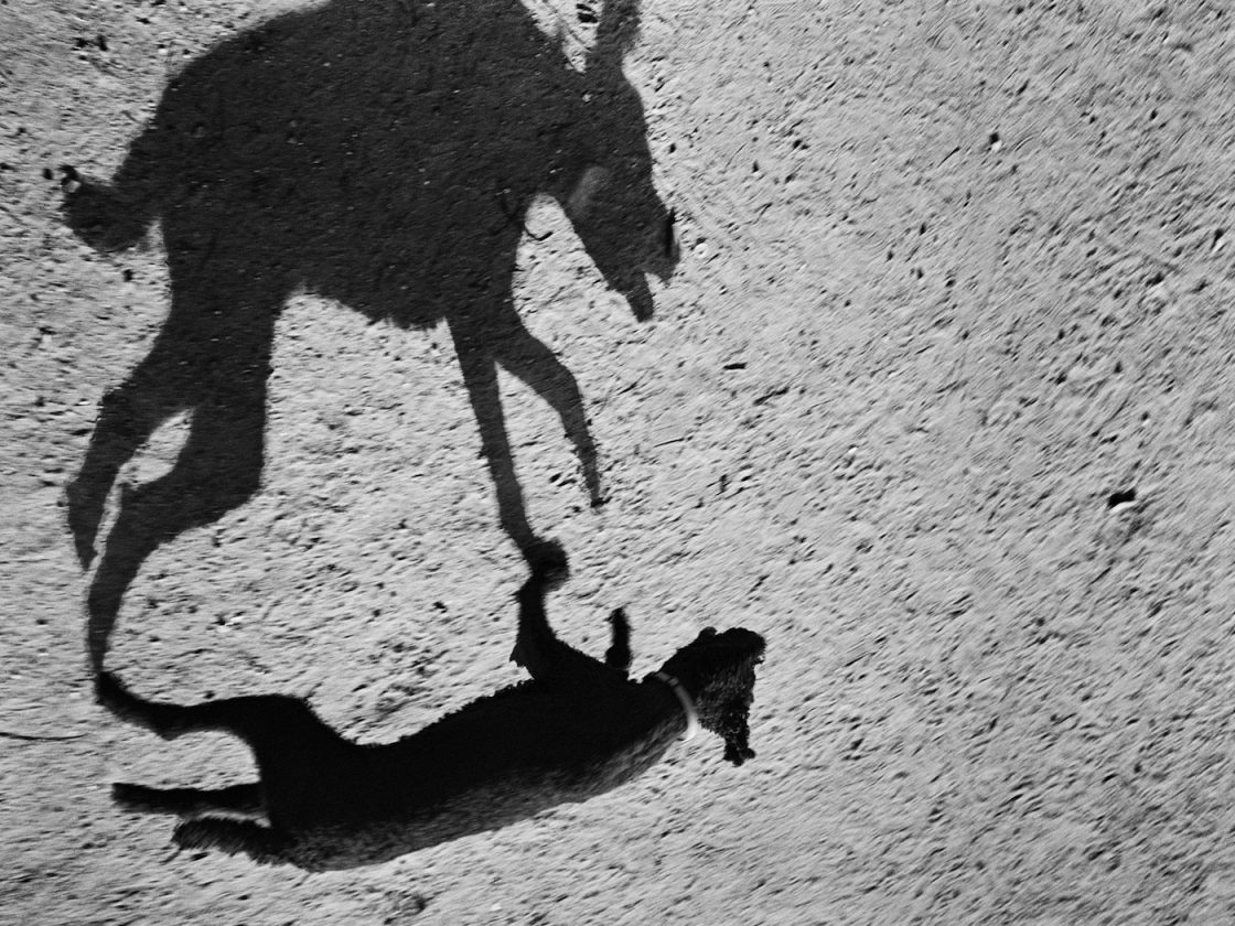ombre-chien-thomas-roma-07