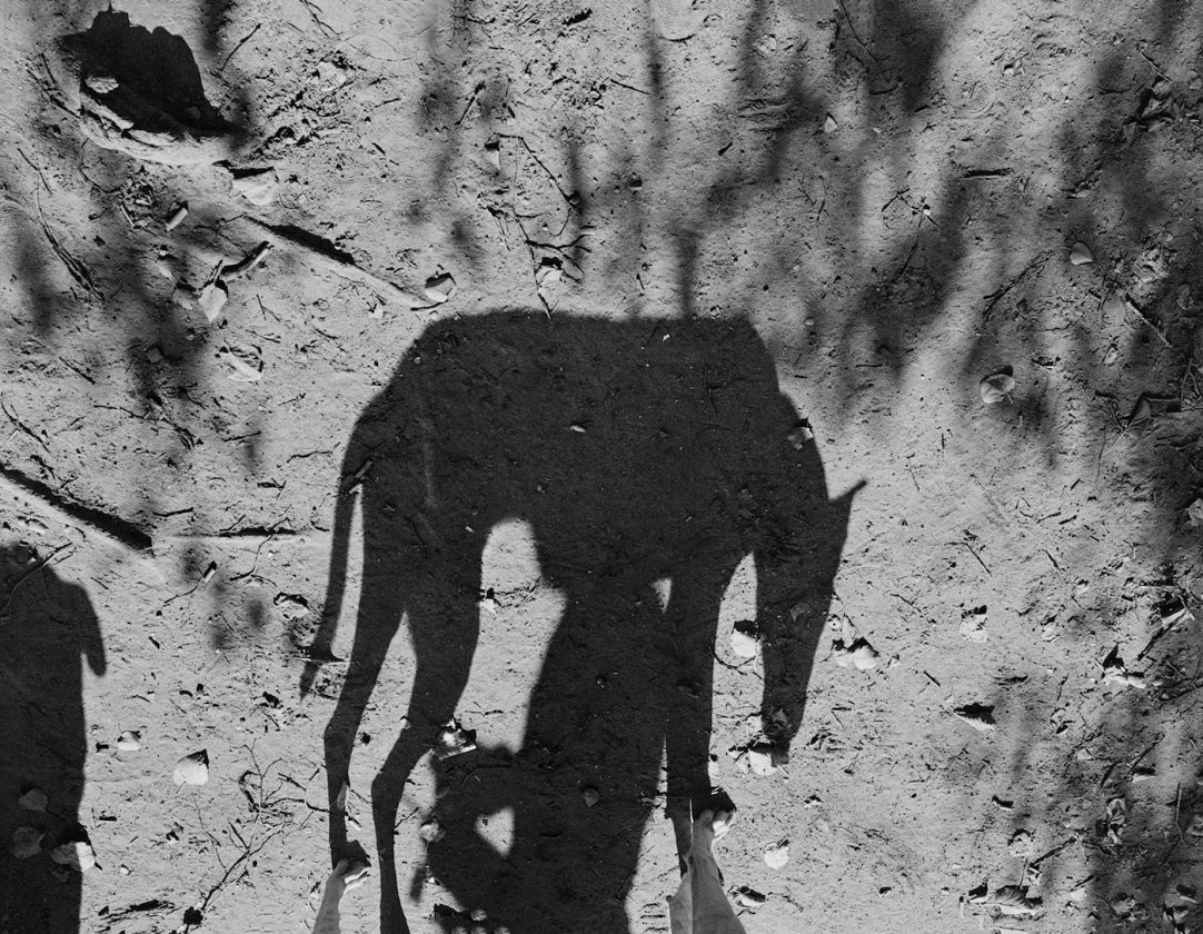 ombre-chien-thomas-roma-08