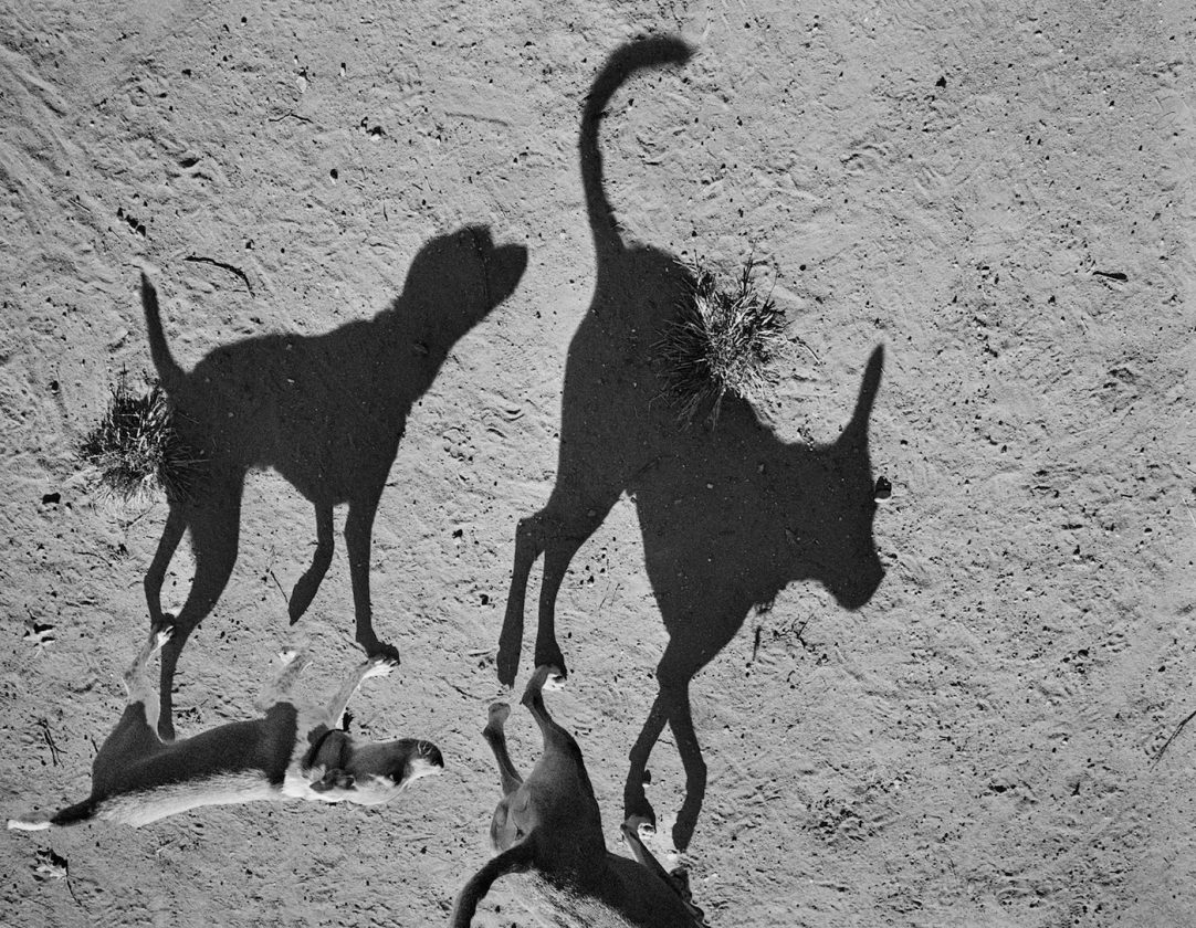 ombre-chien-thomas-roma-09