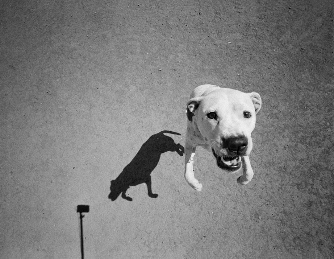 ombre-chien-thomas-roma-10