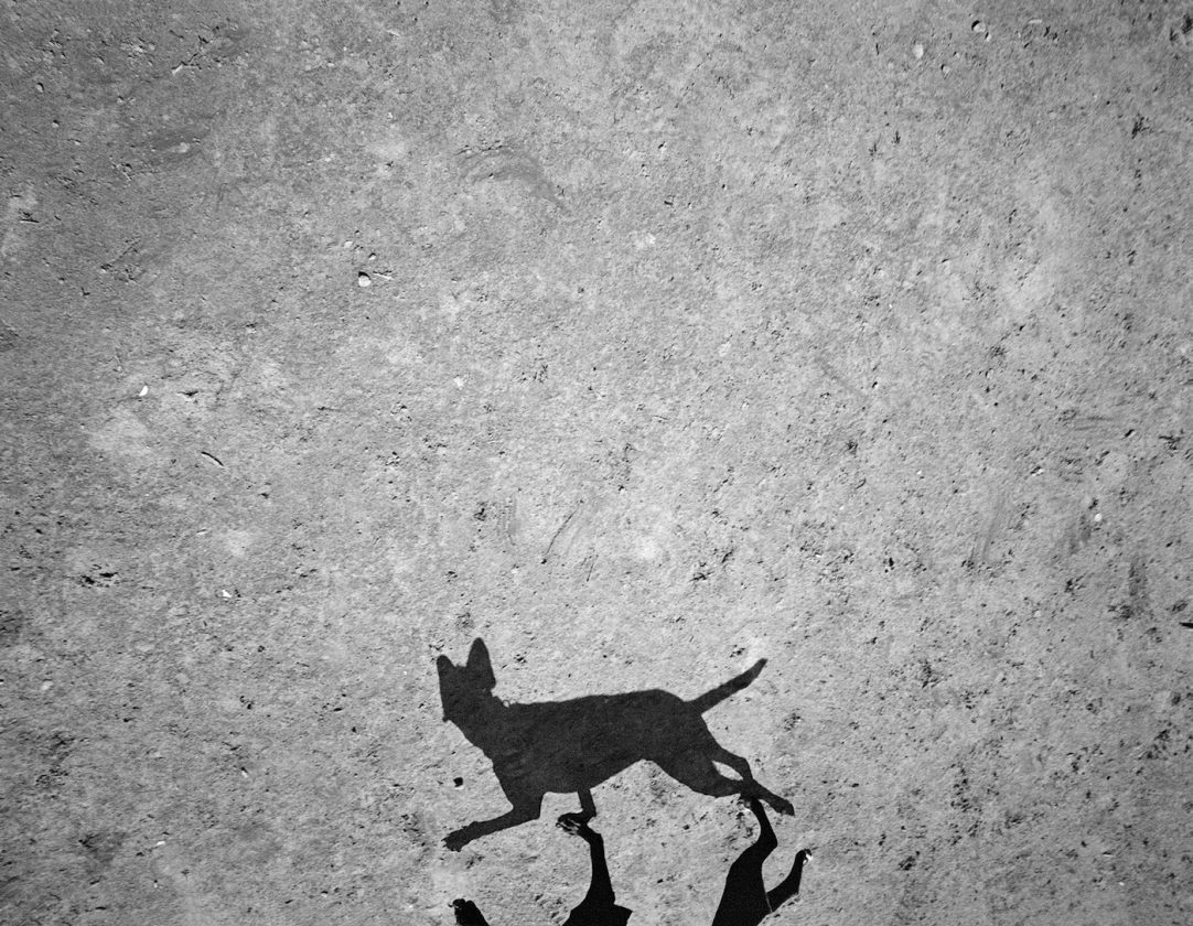 ombre-chien-thomas-roma-12