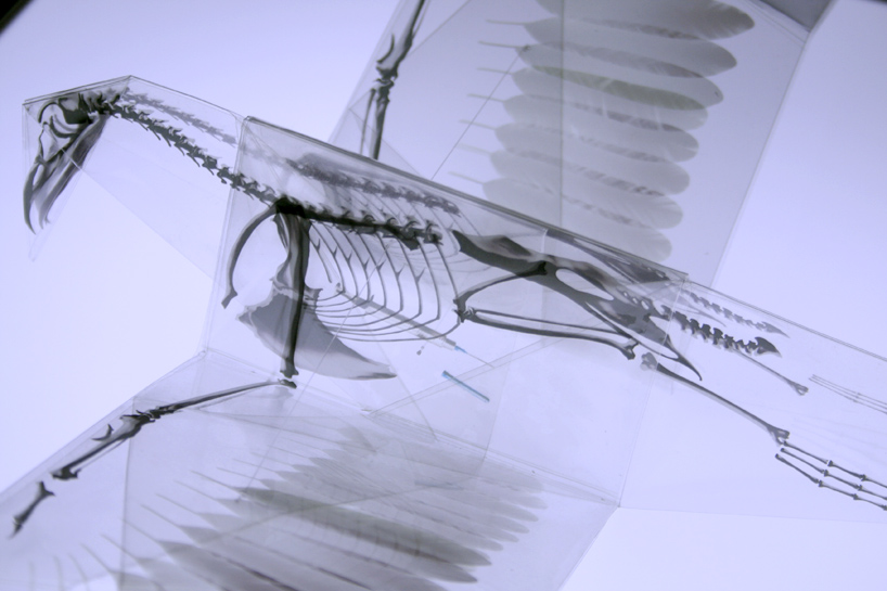rayonx-origami-02