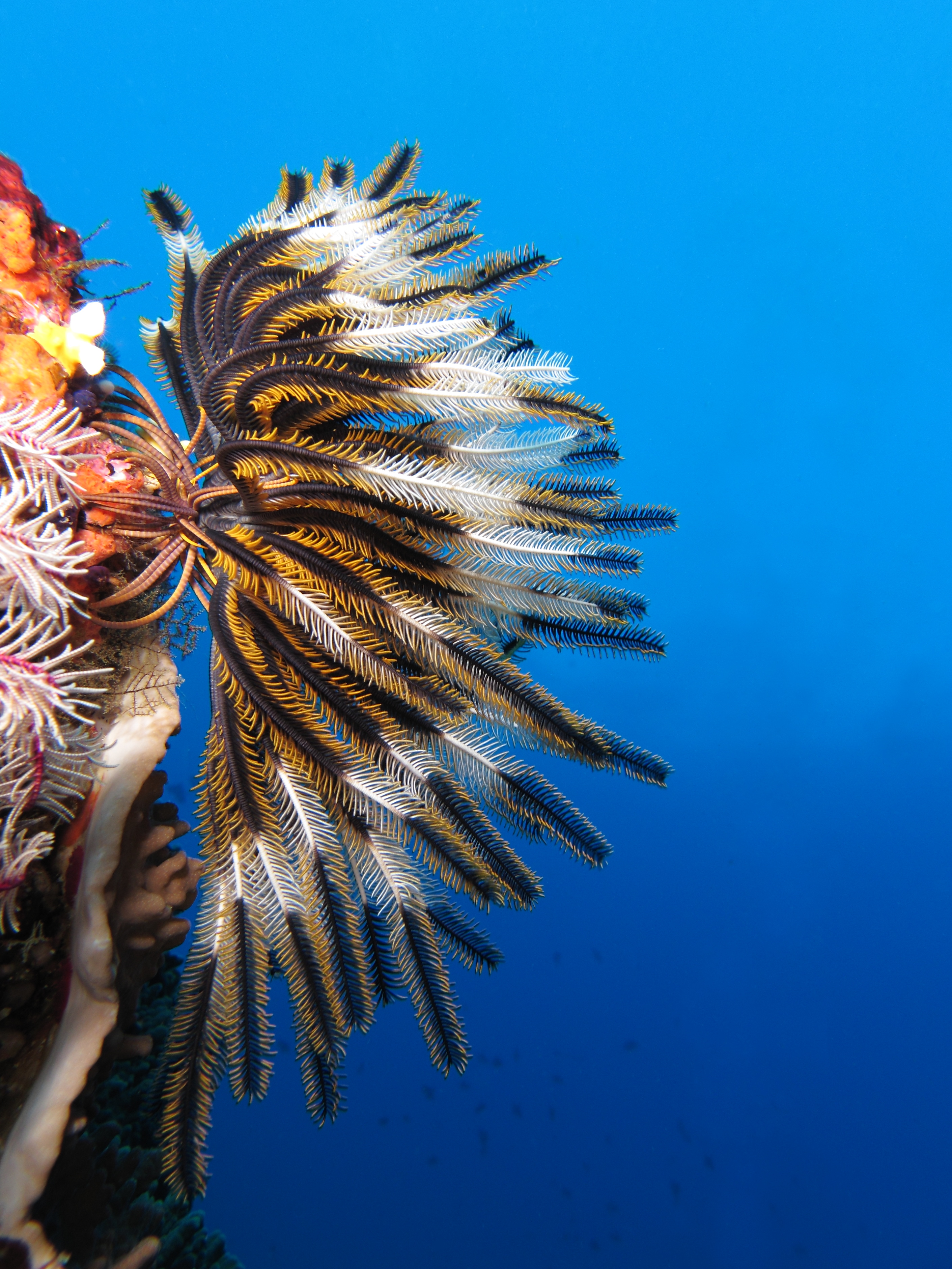 Une étoile de mer à plumes qui nage