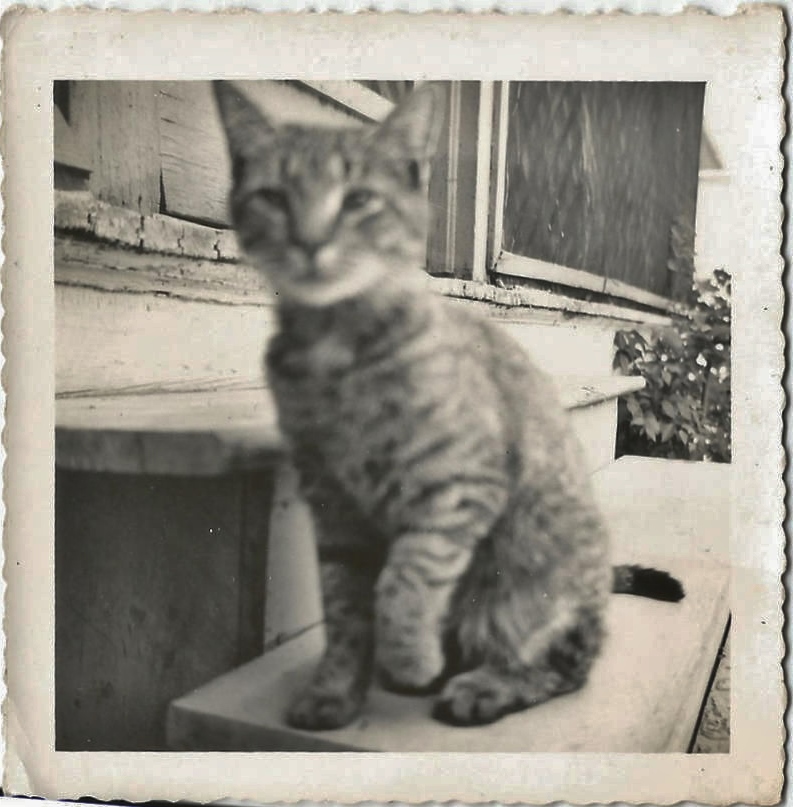 photo ancienne famille vernaculaire 49   La boite verte