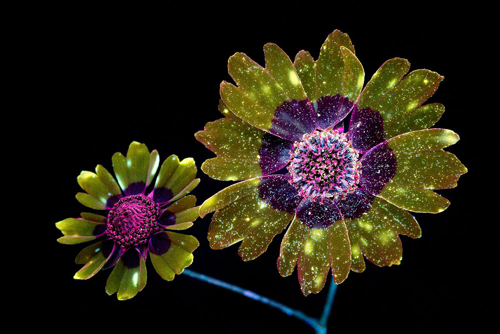 Des fleurs sous ultra-violets