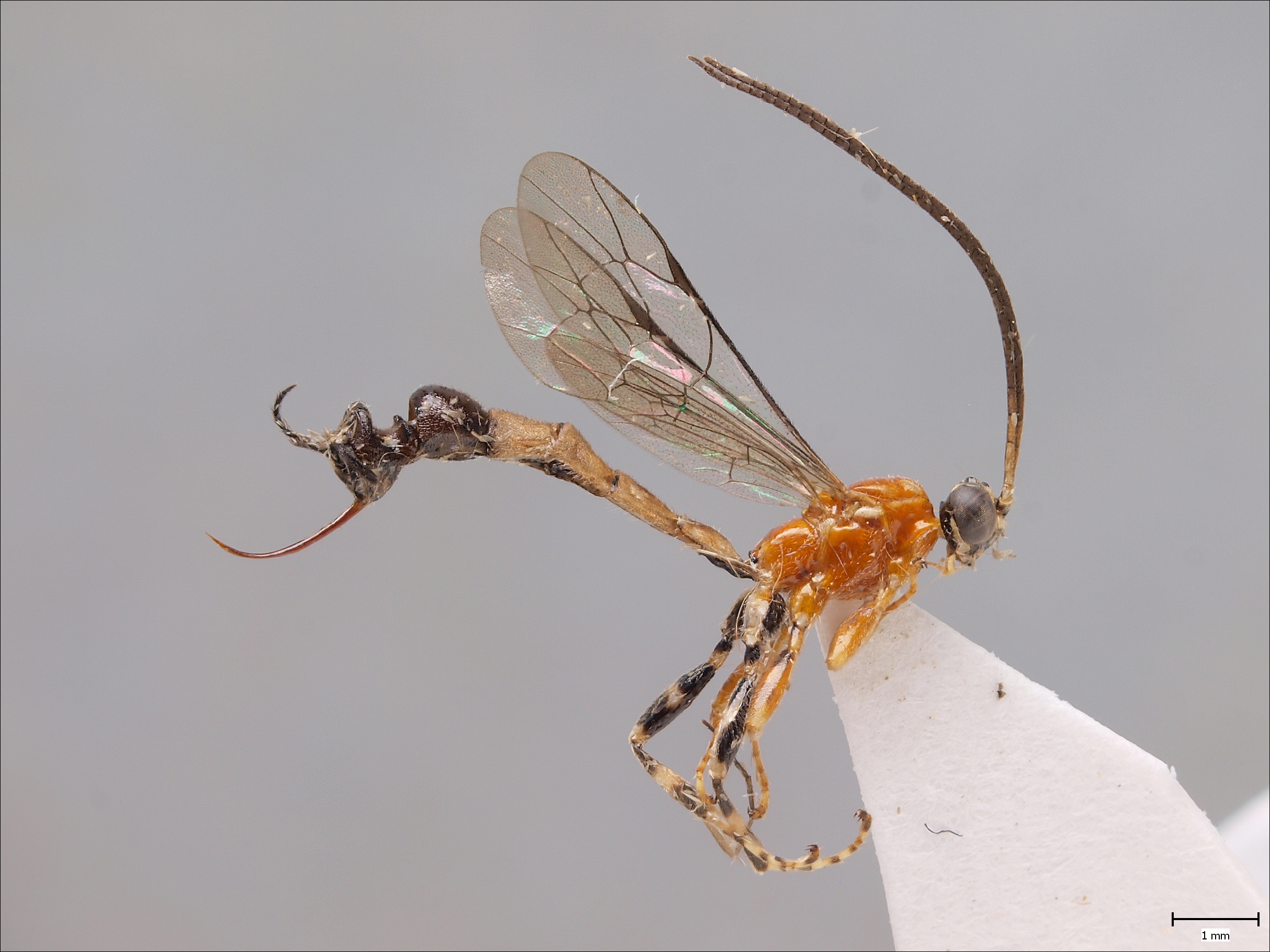 Летающие муравьи в доме. Goniurellia Tridens. Муха Goniurellia. Крылышки насекомых. Насекомое с хвостом.