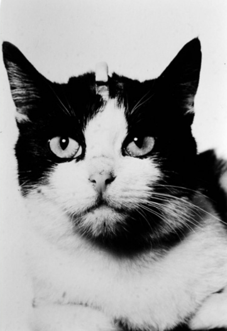 Félicette, premier chat spationaute en 1963