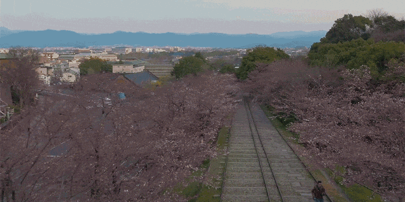 Le fleurissement soudain des cerisiers japonais en timelapse