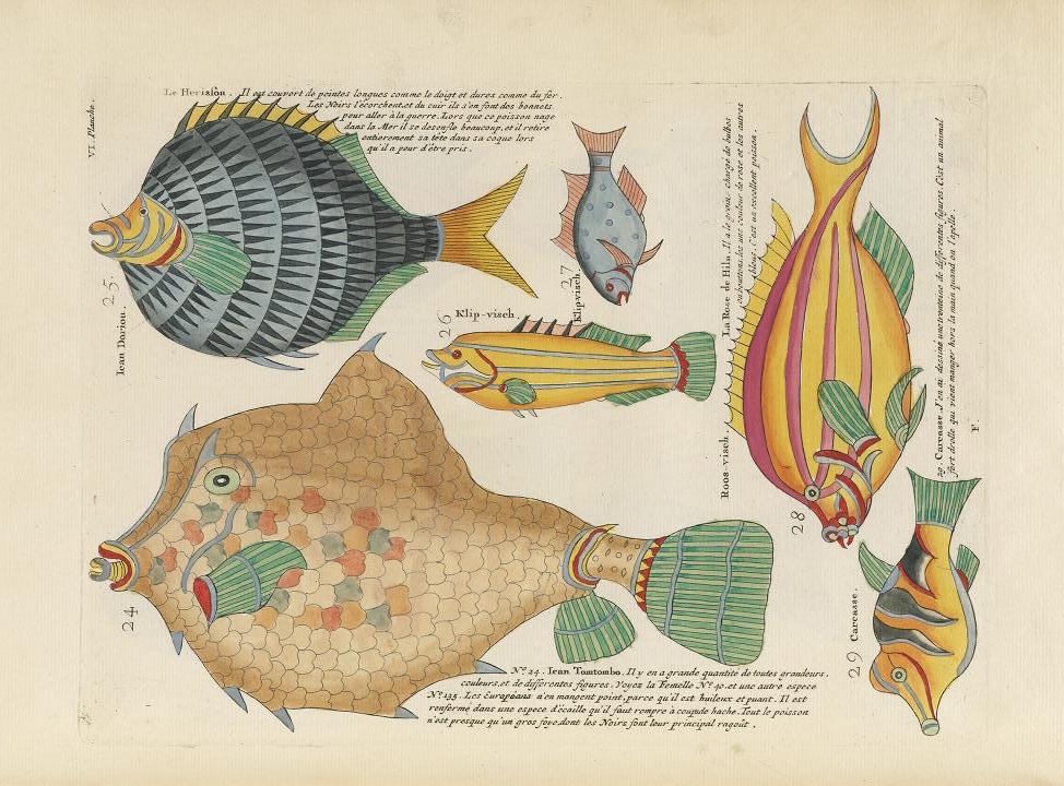 1719, les européens découvrent les poissons tropicaux par des illustrations