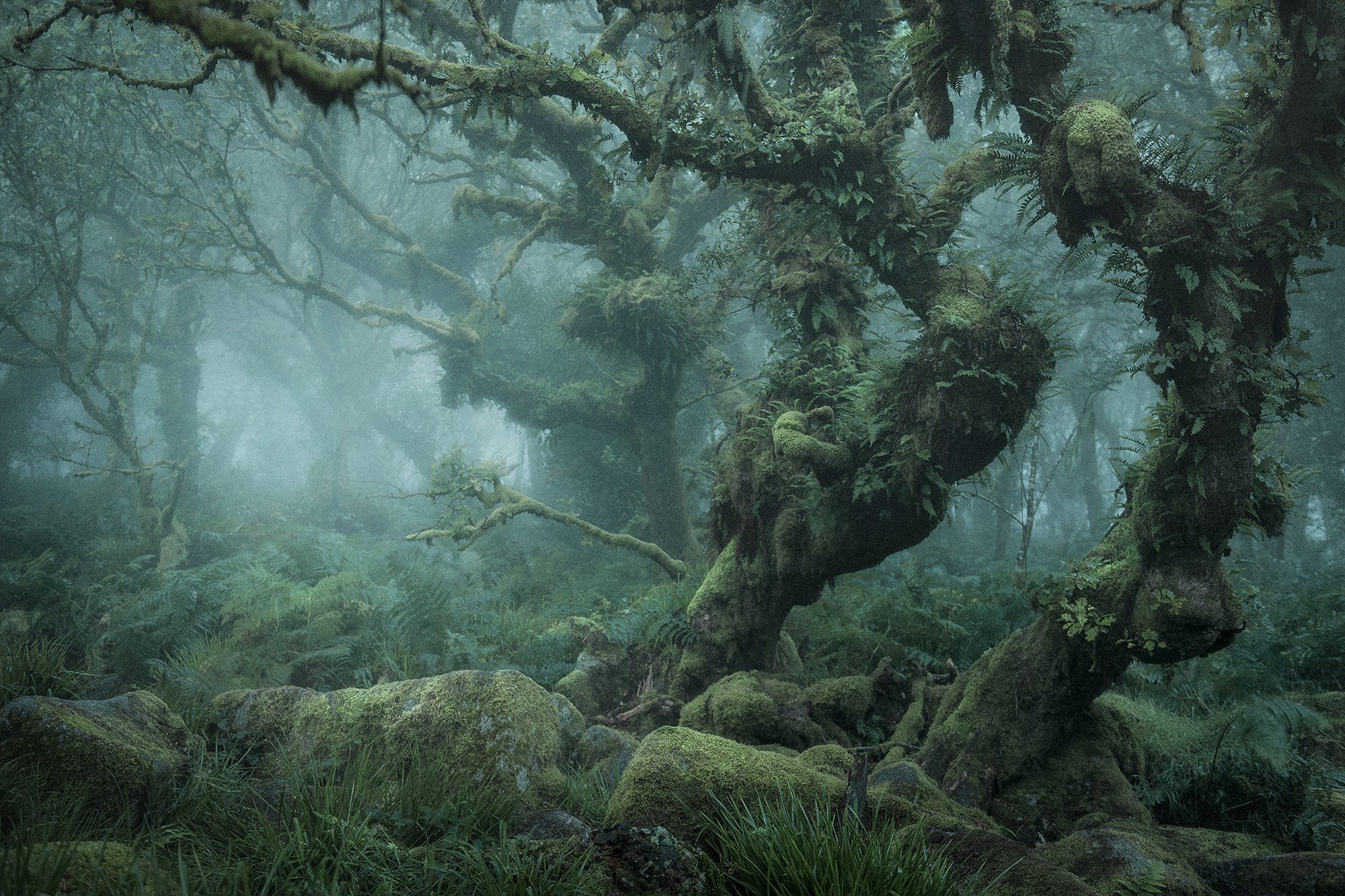 Mystical : une forêt moussue loin de l’humanité